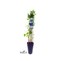 2er Set winterharte Heidelbeere (Blaubeeren) Pflanze,...