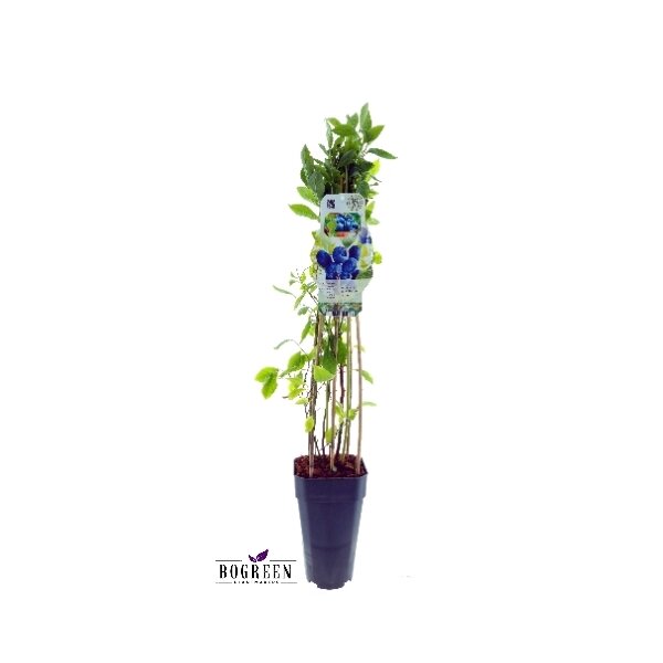 3er Set winterharte Heidelbeere (Blaubeeren) Pflanze, Sorte: Patriot, ca. 55cm hoch, im 14cm Topf