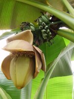 Bio winterharte Banane, (Musa basjoo), im 12cm Topf