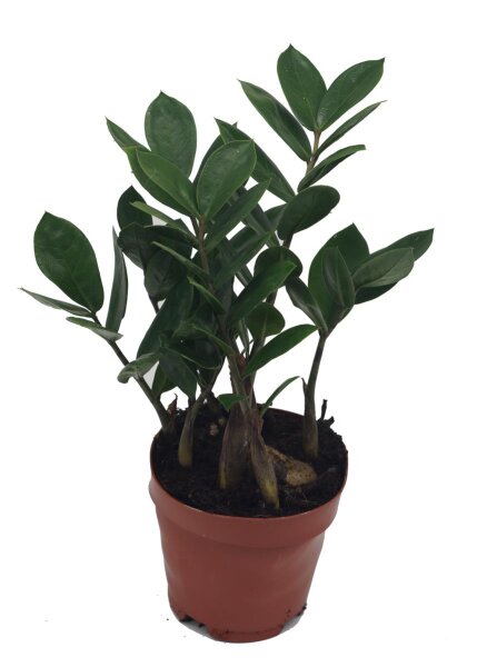 Zamie (Zamioculcas zamiifolia), ca. 35cm hoch, 12cm Topf