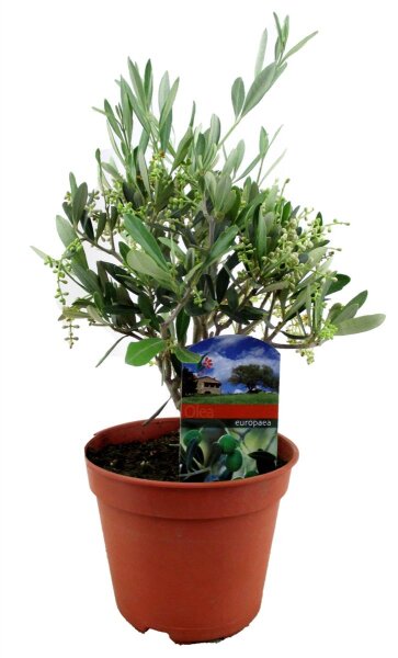 Olivenbaum - Busch, (Olea europea), ca. 25cm hoch im ca. 12cm Topf