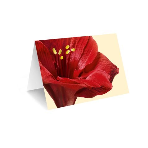 Grußkarte „Rote Amaryllis"
