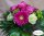 Floristenstrauß in der Farbe: rosa-lila  im Wert von 19,80 Euro