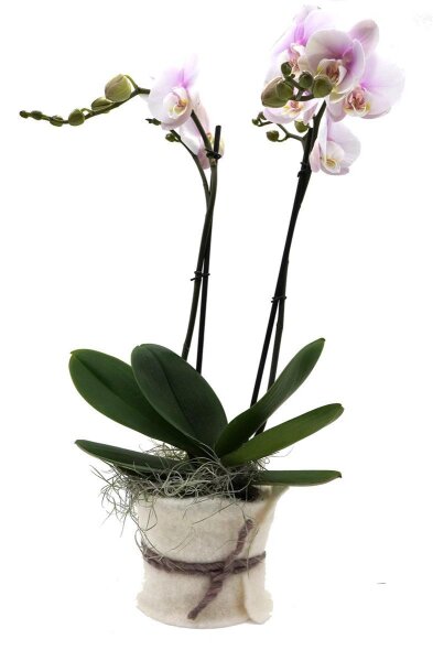 Orchidee, incl. natürlicher Dekoration und Filzmanschette  im Wert von 24,80 Euro rosa Filzmanschette in weiss
