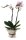 Orchidee, incl. natürlicher Dekoration und Filzmanschette  im Wert von 24,80 Euro rosa Filzmanschette in weiss