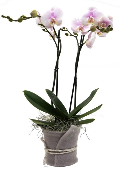 Orchidee, incl. natürlicher Dekoration und Filzmanschette  im Wert von 24,80 Euro rosa Filzmanschette in grau