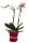 Orchidee, incl. natürlicher Dekoration und Filzmanschette  im Wert von 24,80 Euro rosa Filzmanschette in rot-bordeaux