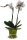 Orchidee, incl. natürlicher Dekoration und Filzmanschette  im Wert von 24,80 Euro rosa Filzmanschette in gün