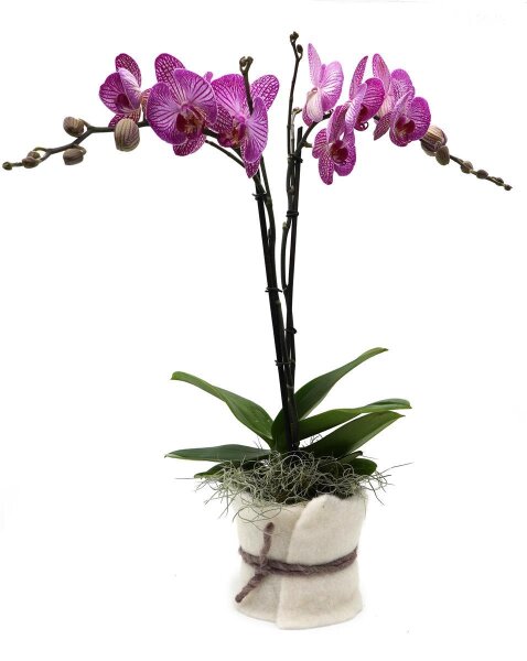 Orchidee, incl. natürlicher Dekoration und Filzmanschette  im Wert von 24,80 Euro pink Filzmanschette in weiss