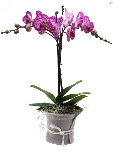 Orchidee, incl. natürlicher Dekoration und Filzmanschette  im Wert von 24,80 Euro pink Filzmanschette in grau