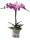 Orchidee, incl. natürlicher Dekoration und Filzmanschette  im Wert von 24,80 Euro pink Filzmanschette in grau
