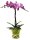 Orchidee, incl. natürlicher Dekoration und Filzmanschette  im Wert von 24,80 Euro pink Filzmanschette in gün