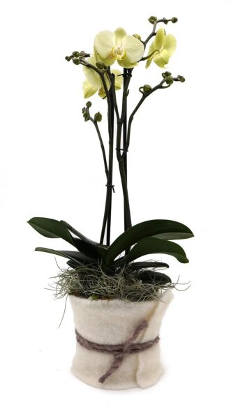 Orchidee, incl. natürlicher Dekoration und Filzmanschette  im Wert von 24,80 Euro gelb Filzmanschette in weiss