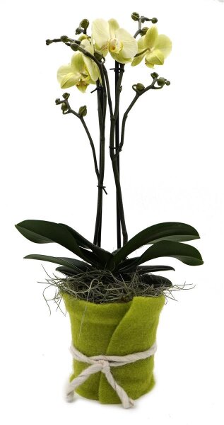Orchidee, incl. natürlicher Dekoration und Filzmanschette  im Wert von 24,80 Euro gelb Filzmanschette in gün