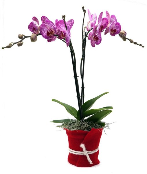 Orchidee, incl. natürlicher Dekoration und Filzmanschette  im Wert von 34,80 Euro pink Filzmanschette in rot-bordeaux