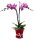 Orchidee, incl. natürlicher Dekoration und Filzmanschette  im Wert von 34,80 Euro pink Filzmanschette in rot-bordeaux