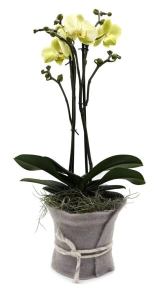 Orchidee, incl. natürlicher Dekoration und Filzmanschette  im Wert von 34,80 Euro gelb Filzmanschette in grau