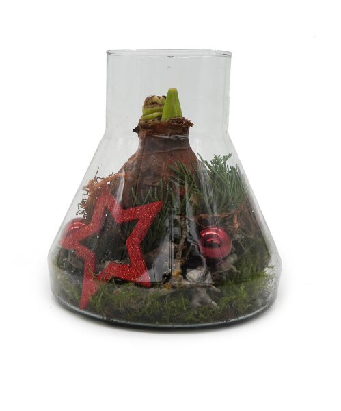 Rote Amaryllis im Glas arrangiert mit Moos, Zapfen und passender roter Dekoration