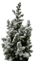 Weihnachtsbaum (Scheinzypresse) mit Schnee, Höhe incl. Topf ca. 50cm