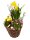 Frühlingskorb rund, mit farbenfroher Frühlingsbepflanzung Größe M, ca. 18cm im Durchmesser