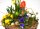 Frühlingskorb "Birkenrinde" oval, mit farbenfroher Frühlingsbepflanzung Größe M, ca. 33 x 21cm