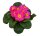 Kissenprimel, rosa/pink blühend, im ca. 10cm Topf