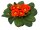 Kissenprimel, orange blühend, im ca. 10cm Topf