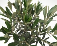 Olivenbaum - Hochstamm, (Olea europea), ca. 50cm hoch im ca. 15cm Topf