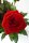 Langstielige rote Rosen, mit grün aufgebunden Größe S