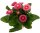 Gänseblümchen gefüllt blühend, rosa, im 10cm Topf