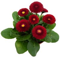 Gänseblümchen gefüllt blühend, rot, im 10cm Topf