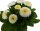 Gänseblümchen gefüllt blühend, weiss, im 10cm Topf (8 Pflanzen im Set)