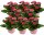 Gänseblümchen gefüllt blühend, rosa, im 10cm Topf (8 Pflanzen im Set)