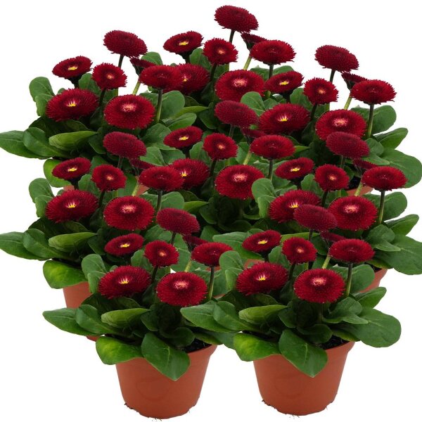 Gänseblümchen gefüllt blühend, rot, im 10cm Topf (8 Pflanzen im Set)