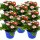 Gänseblümchen gefüllt blühend, weiss-rosa "Erdbeersahne", im 10cm Topff (8 Pflanzen im Set)