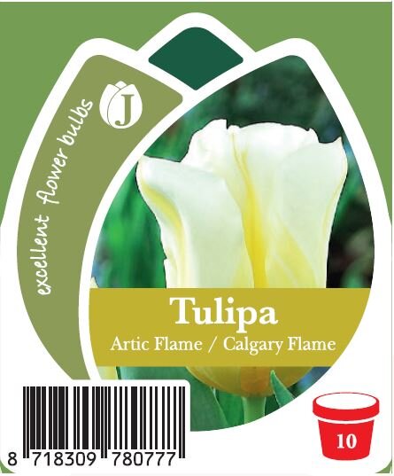 Tulpe, (Tulipa), 3 Zwiebel im 10cm Topf, Sorte: Artic Flame / Calgary Flame