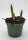 Tulpe, (Tulipa), 3 Zwiebel im 10cm Topf, Sorte: Artic Flame / Calgary Flame