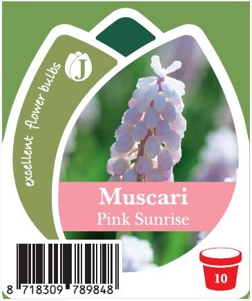 Traubenhyazinthe (Muscari), Sorte: Pink (Pink Sunrise), im 10cm Topf