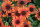 Scheinsonnenhut, (Echinacea purpurea), Sorte: Orange Pearl, im 12cm Topf