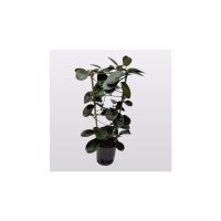 Porzellanblume, (Hoya carnosa), grünlaubig, am...
