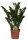 Zamie, (Zamioculcas zamiifolia), ca. 75cm hoch, 19cm Topf