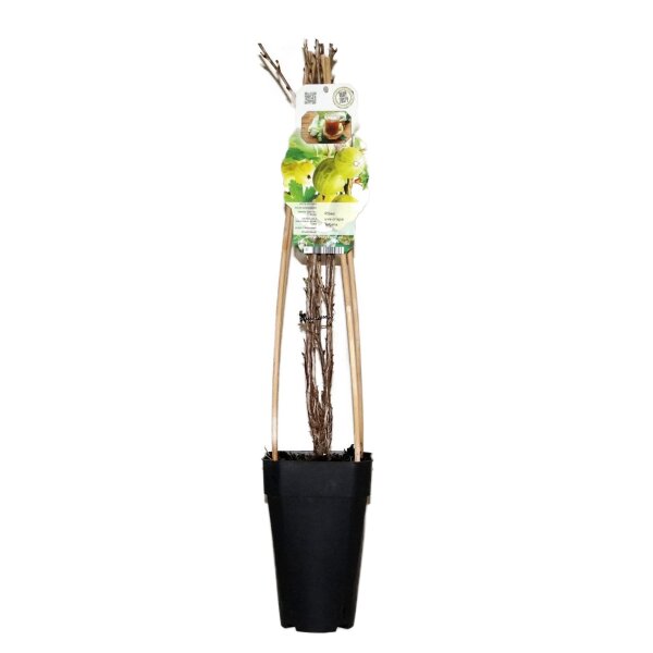 Grüne Stachelbeere, (Ribes uva-crispa), Sorte: Tatjana, ca. 65cm hoch, im 14cm Topf