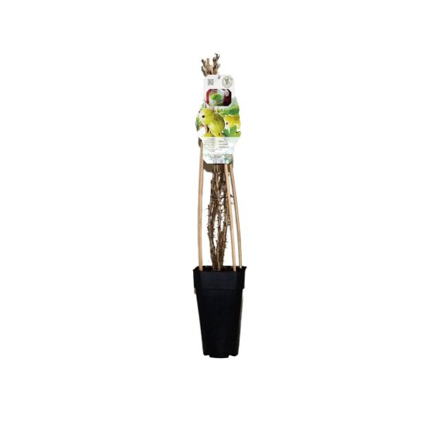 Gelbe Stachelbeere, (Ribes uva-crispa), Sorte: Hinnonmäki Gelb, ca. 65cm hoch, im 14cm Topf