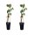 2er Set Schwarze Johannisbeere, (Ribes nigrum), Sorte: Wellington, ca. 65cm hoch, im 14cm Topf