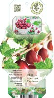 3er Set Rote Stachelbeere, (Ribes uva-crispa), Sorte: Captivator, ca. 65cm hoch, im 14cm Topf