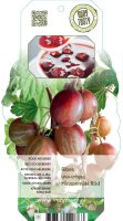 2er Set Rote Stachelbeere, (Ribes uva-crispa), Sorte:...
