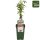 Bio Himbeere, (Rubus), Sorte: Twotimer Sugana Red®, ca. 50cm hoch, im 3l Container