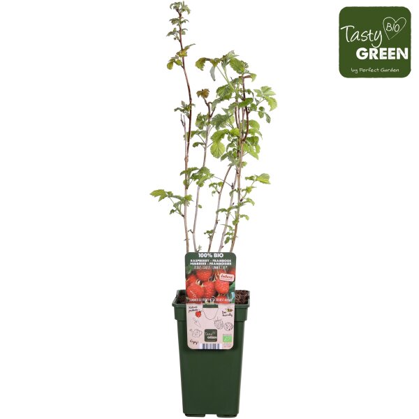 Bio Himbeere, (Rubus), Sorte: Summer Chef®, ca. 50cm hoch, im 3l Container