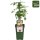 Bio Himbeere, (Rubus), Sorte: Autumn Amber®, ca. 50cm hoch, im 3l Container