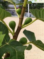 Feigenbaum, (Ficus carica),  im 14cm Topf, ca. 35cm hoch